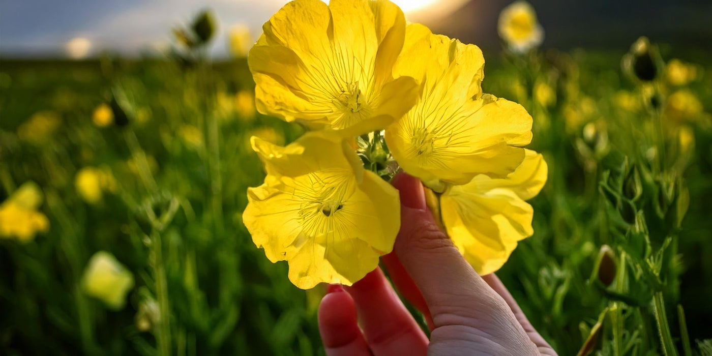 Utiliser l'huile d'Onagre pour l’équilibre hormonal féminin