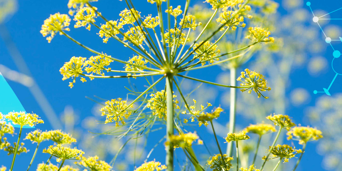 Le fenouil - Tout sur le fenouil (Foeniculum vulgare), histoire, bienfaits  et utilisation en cuisine