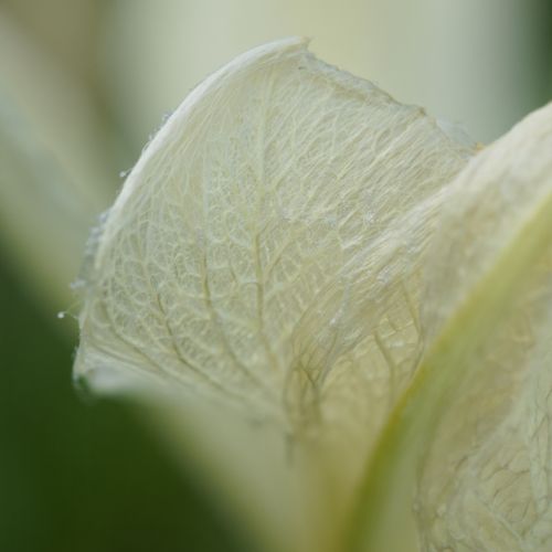 L’intelligence biologique des plantes