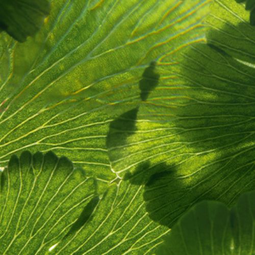 Pourquoi la nature est au cœur de la santé humaine ?