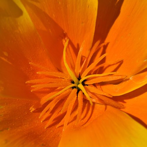 Notre vision : la nature comme première intention