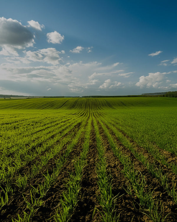 Notre engagement : une santé naturelle et responsable