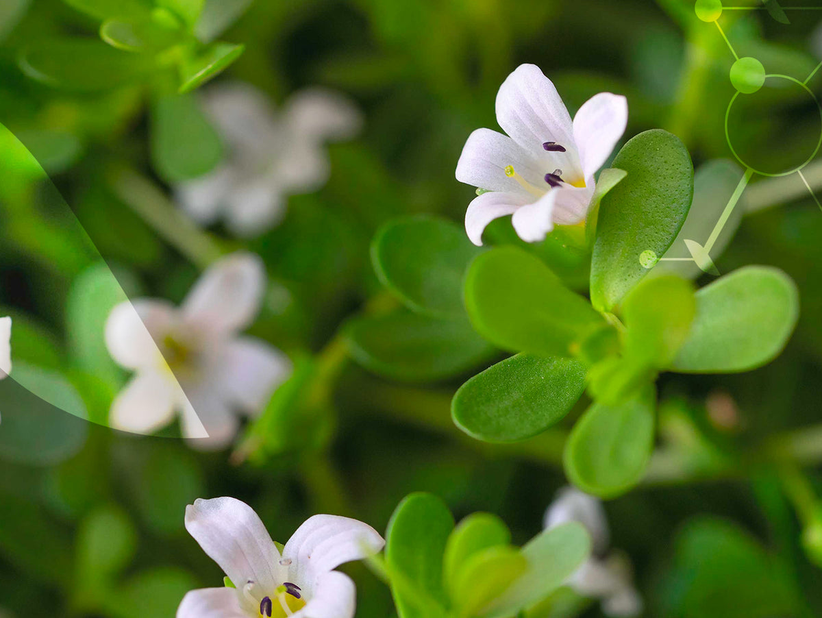 Le Bacopa