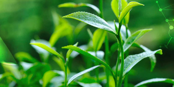 Plante emblématique des programmes minceur, il soutient la thermogenèse, c’est-à-dire la dépense énergétique, et l’oxydation des graisses.