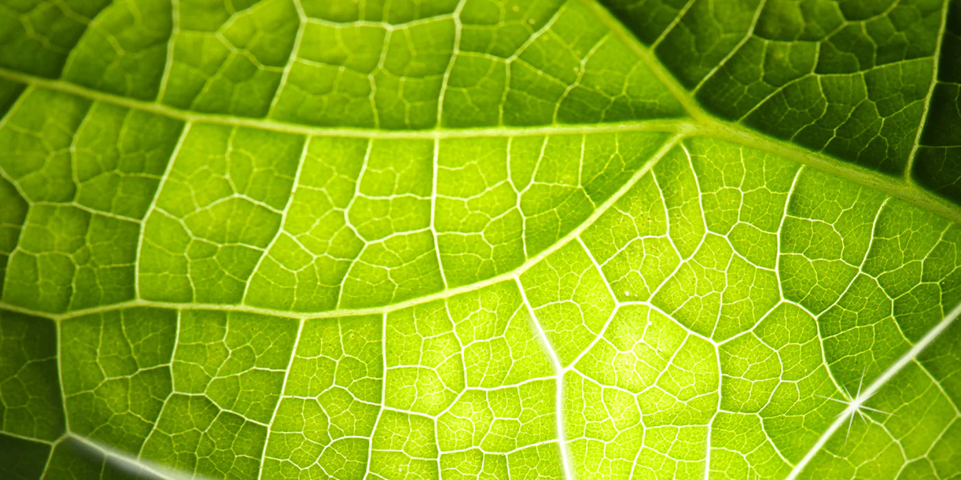 Arkogélules®, un savoir faire unique