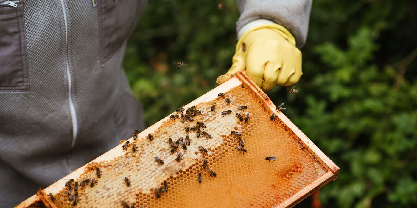 Une qualité standardisée