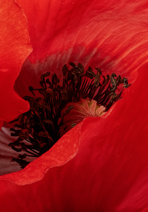 Coquelicot