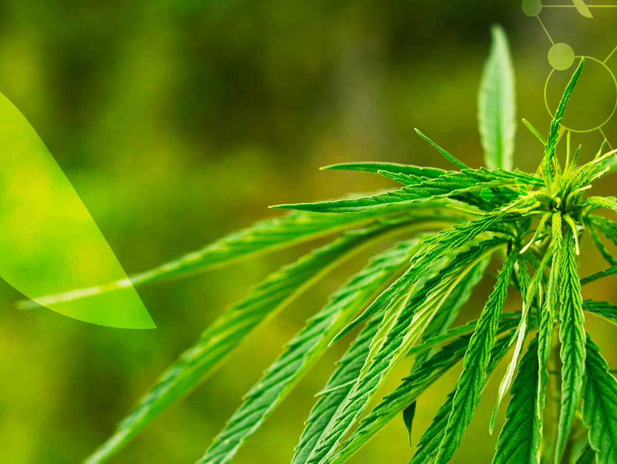 L'huile de graine de Chanvre (Cannabis sativa)