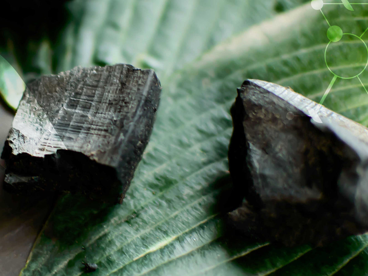 Le Charbon végétal