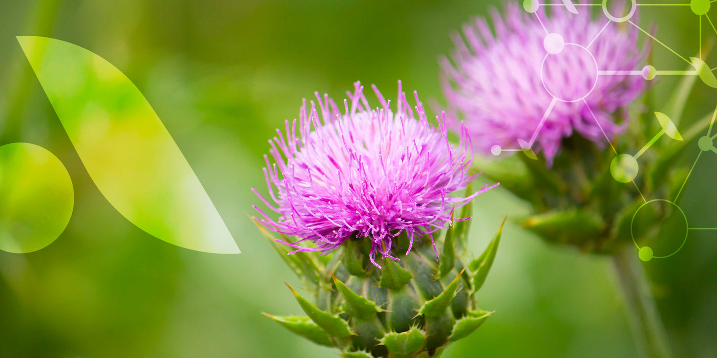 (Silybum marianum) est une plante médicinale dont la silymarine est réputée pour protéger le foie et favoriser une digestion fluide.