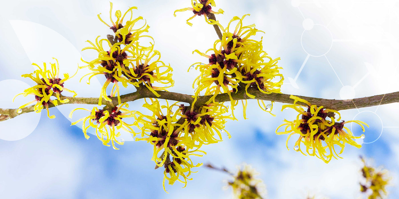 Contribue à une bonne microcirculation, notamment en cas de rougeurs.