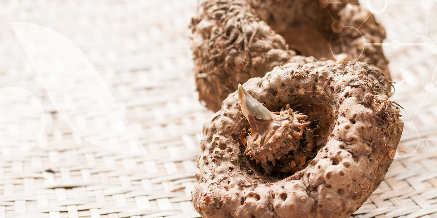 Fibre coupe-faim naturelle, le konjac gonfle dans l’estomac pour procurer un effet de satiété. Il aide à limiter les fringales et à contrôler l’apport calorique.