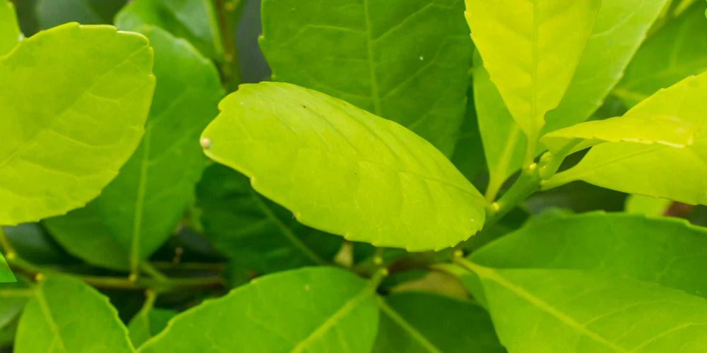 Idéal en période de régime, le maté est reconnu pour stimuler le métabolisme et favoriser la combustion des graisses.
