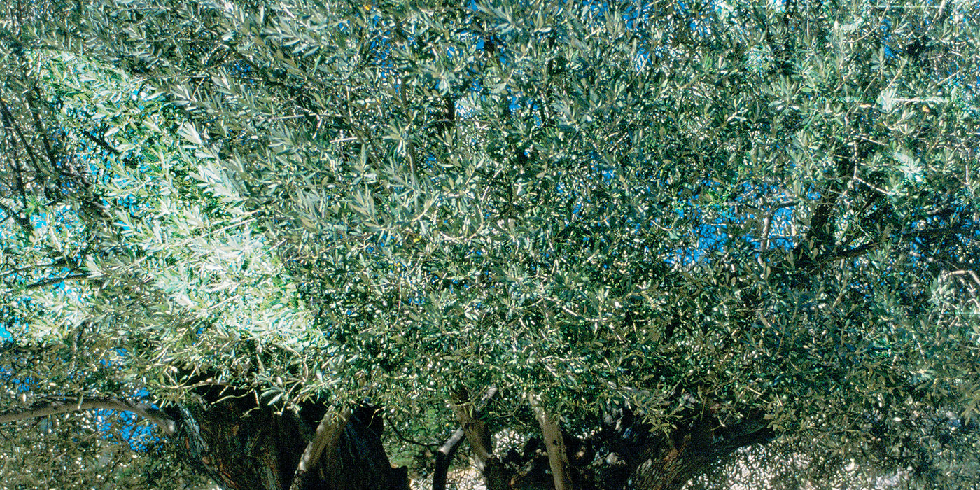 Contribue au maintien d’une pression artérielle normale et soutient la fonction cardiovasculaire.