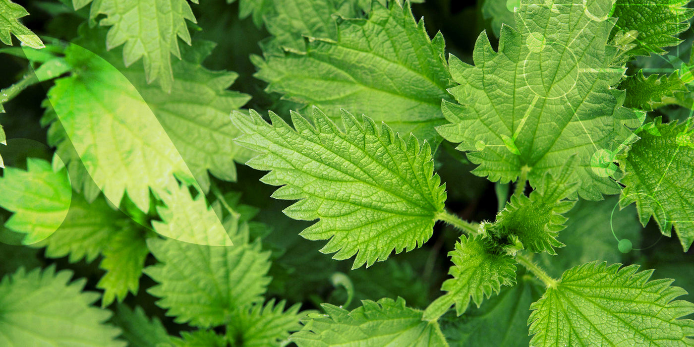 Contribue à l’élimination urinaire et au drainage des toxines.