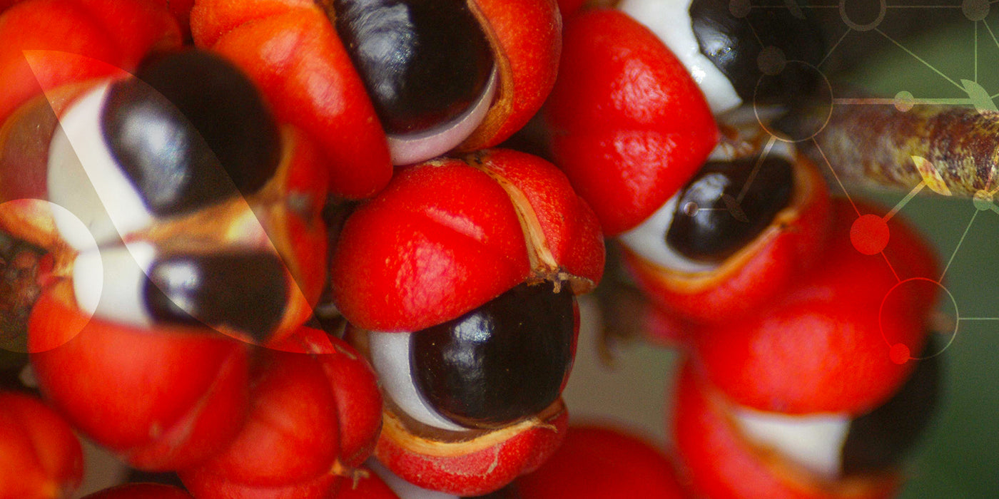 Grâce à sa richesse en caféine, le guarana est un tonique naturel qui soutient la dépense énergétique et aide à brûler les graisses plus rapidement.
