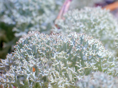 La Vitamine D3 végétale