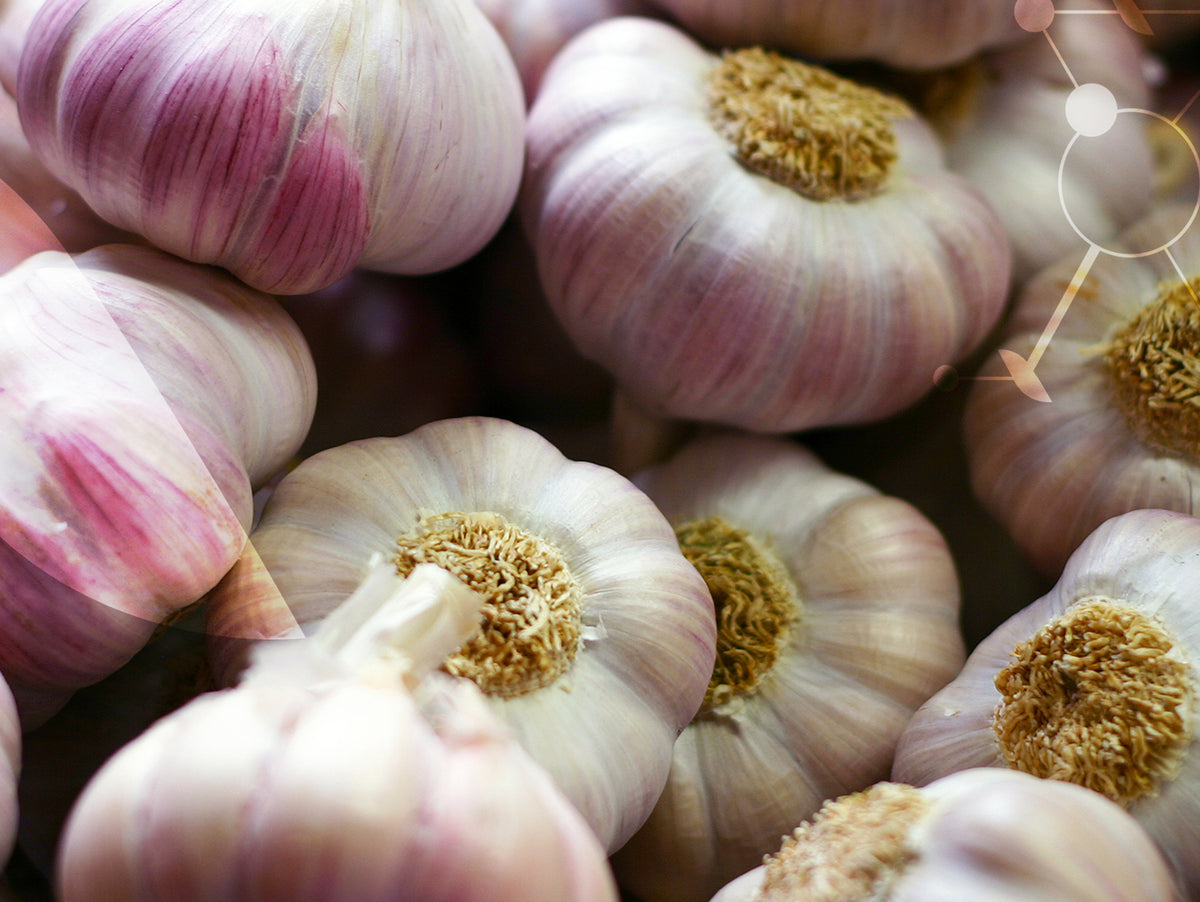Ail et ail noir