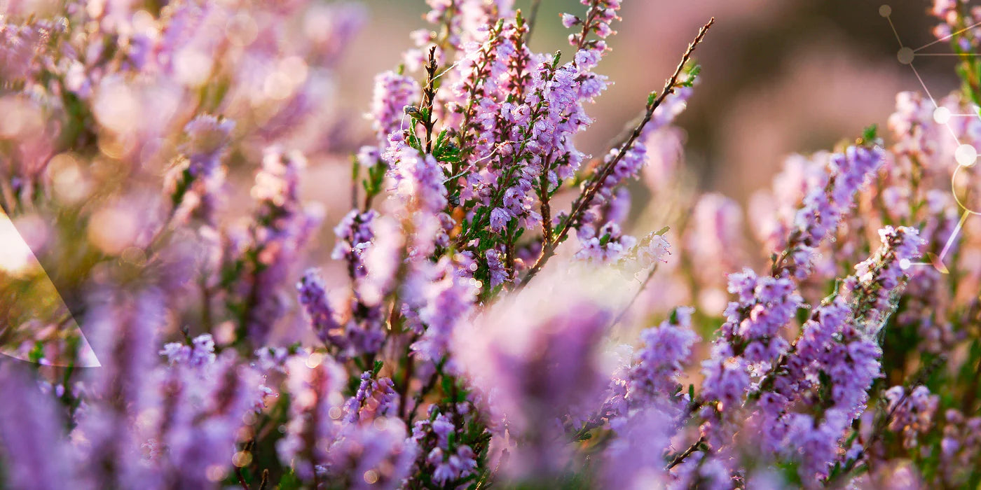 Reconnue pour son action apaisante sur les voies urinaires.