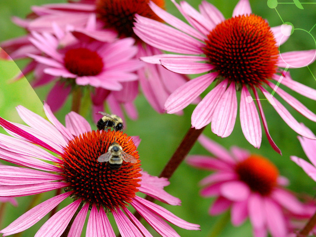 L'Echinacée