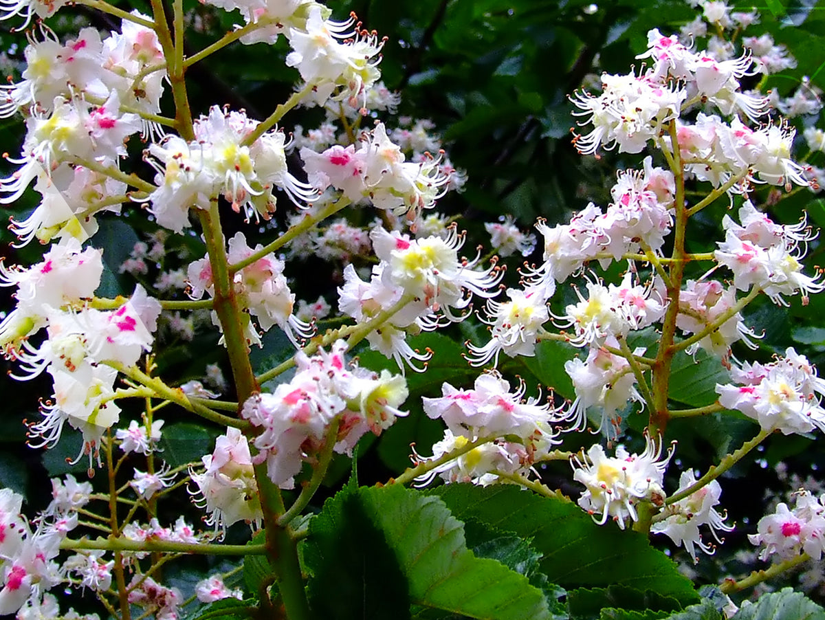 Le Marronnier d'Inde