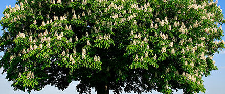 Tonifie les parois veineuses et lutte contre la stagnation du sang.