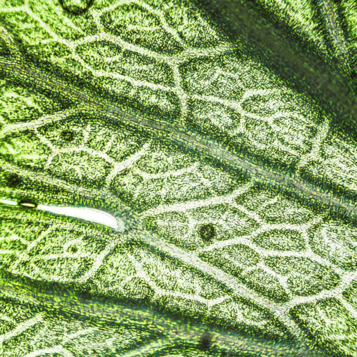 Quels sont les contrôles effectués sur nos plantes ?