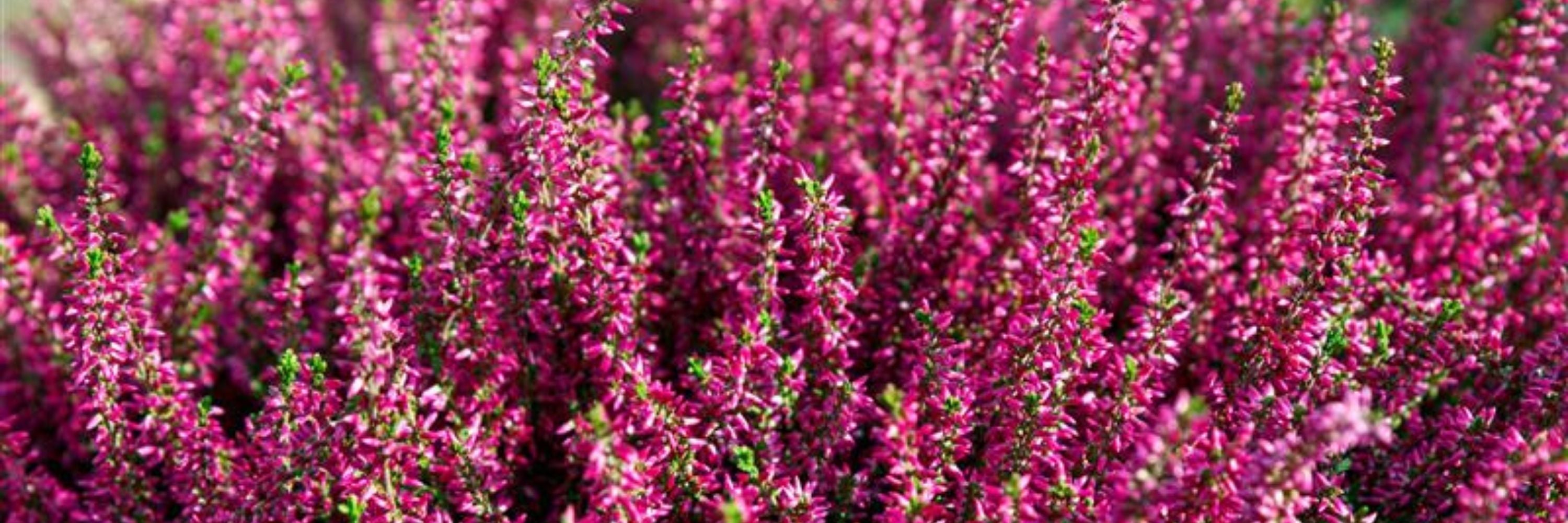 4 plantes pour votre [confort urinaire]