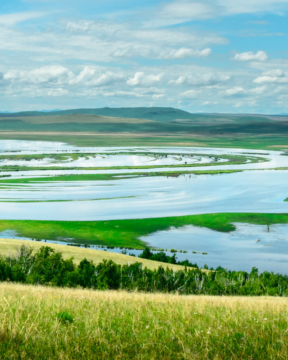 La spiruline, algue du [tonus]