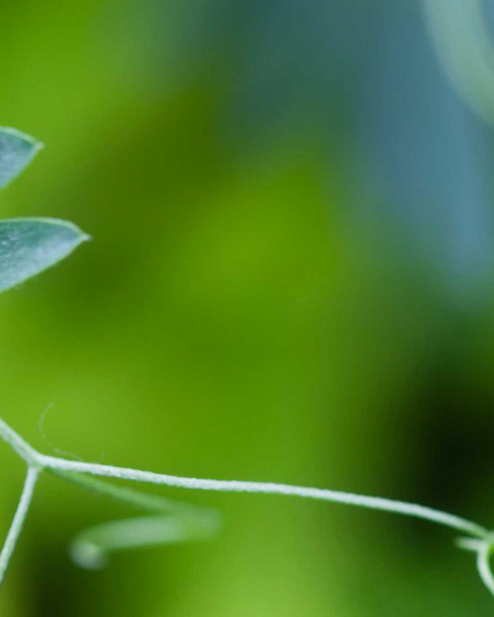 La communication [végétale]