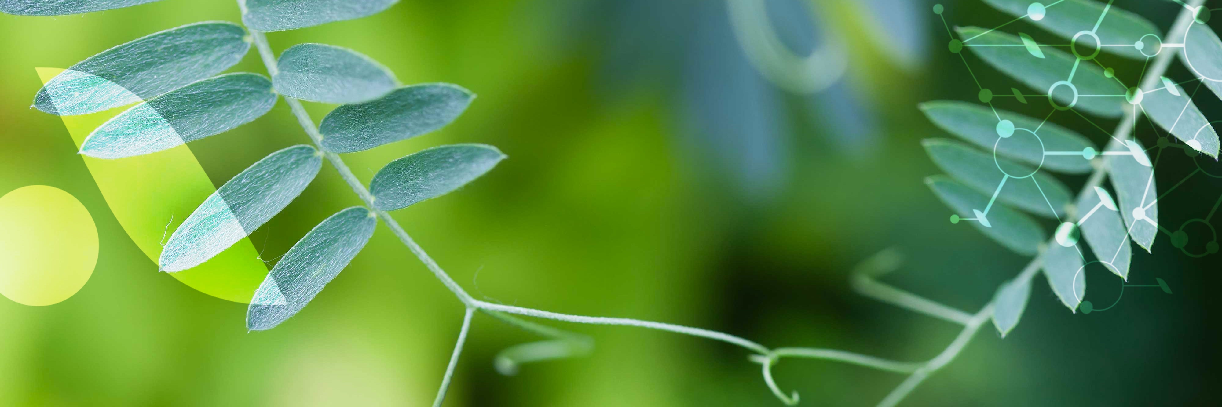 La communication [végétale]