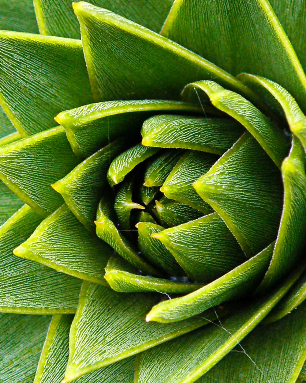 Les plantes : un être vivant et [complexe]