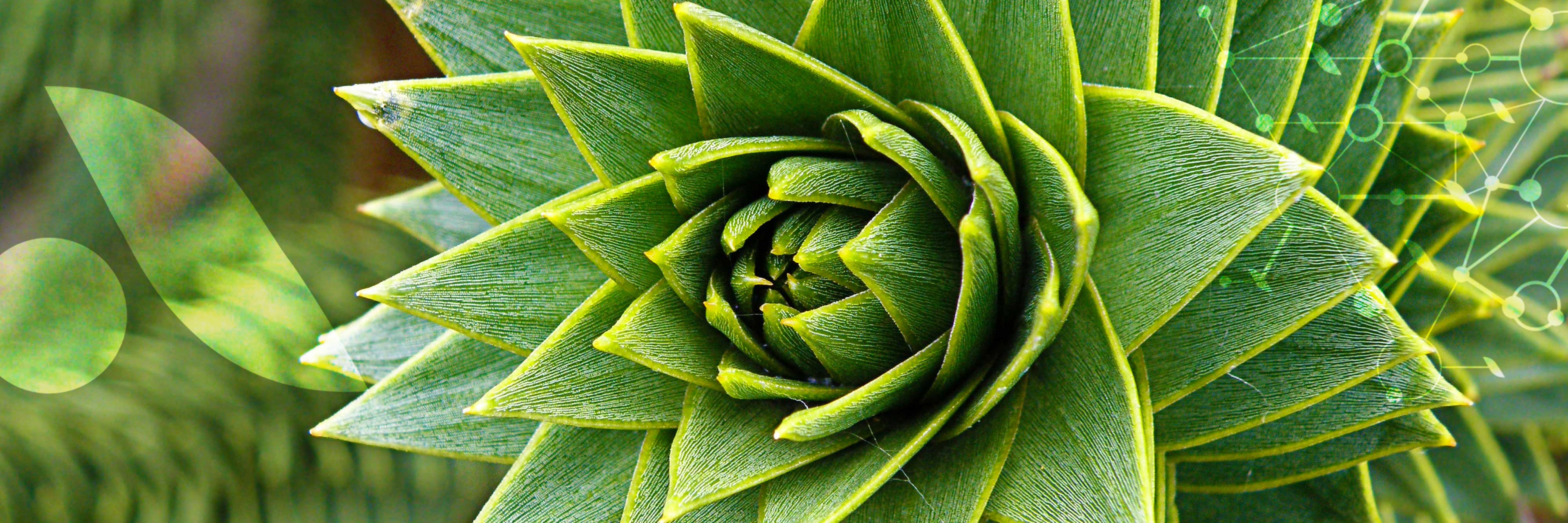 Les plantes : un être vivant et [complexe]