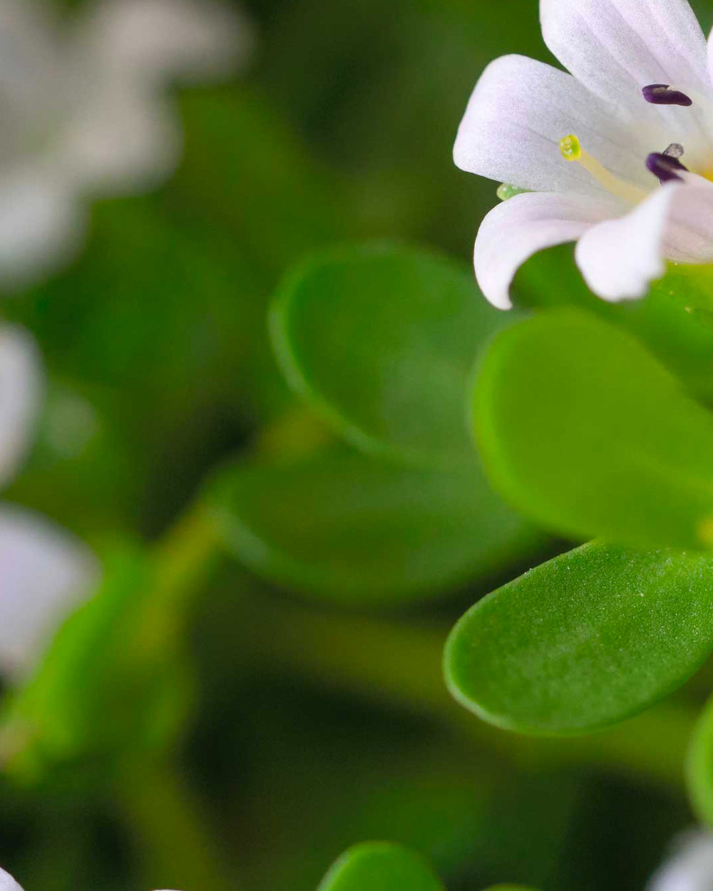 Le [Bacopa]