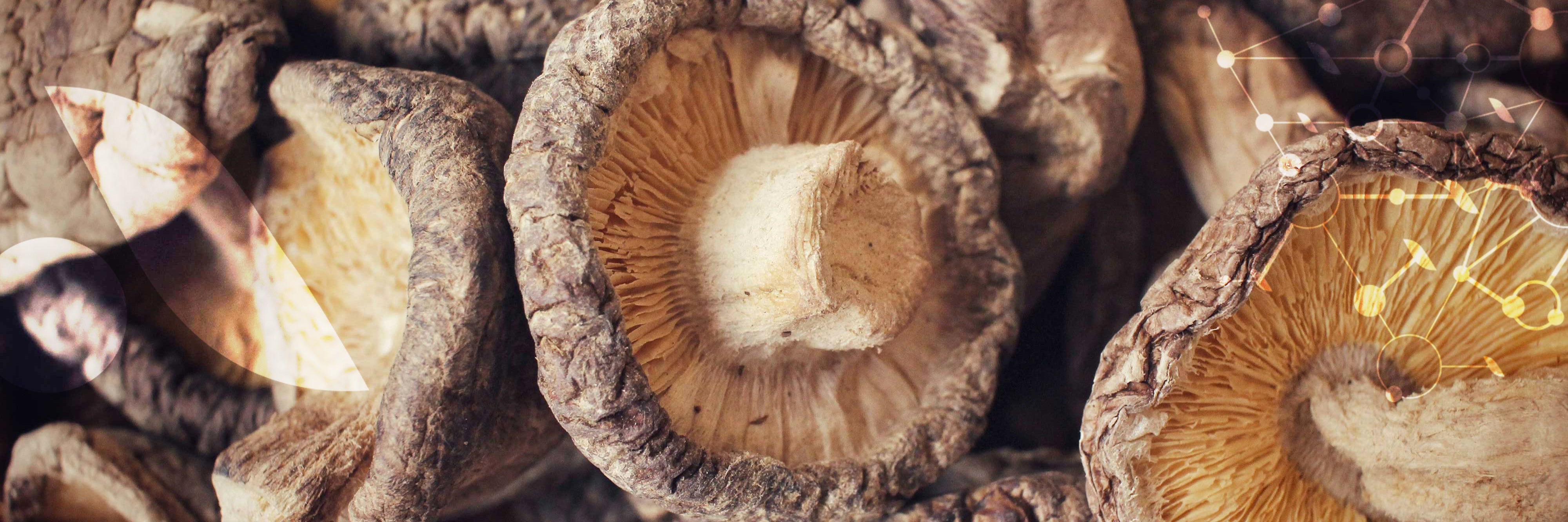 La Mycothérapie ou la science des Champignons [pour notre santé]