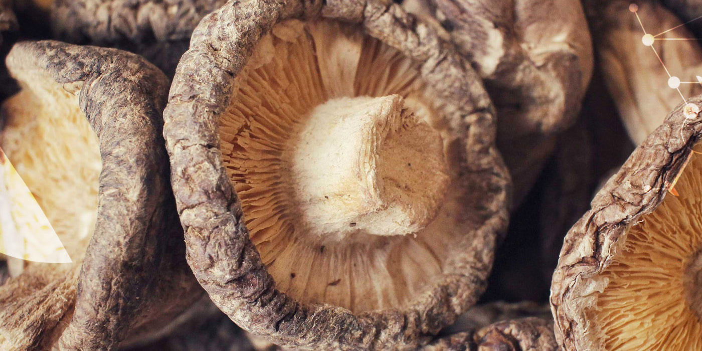 La Mycothérapie ou la science des Champignons [pour notre santé]