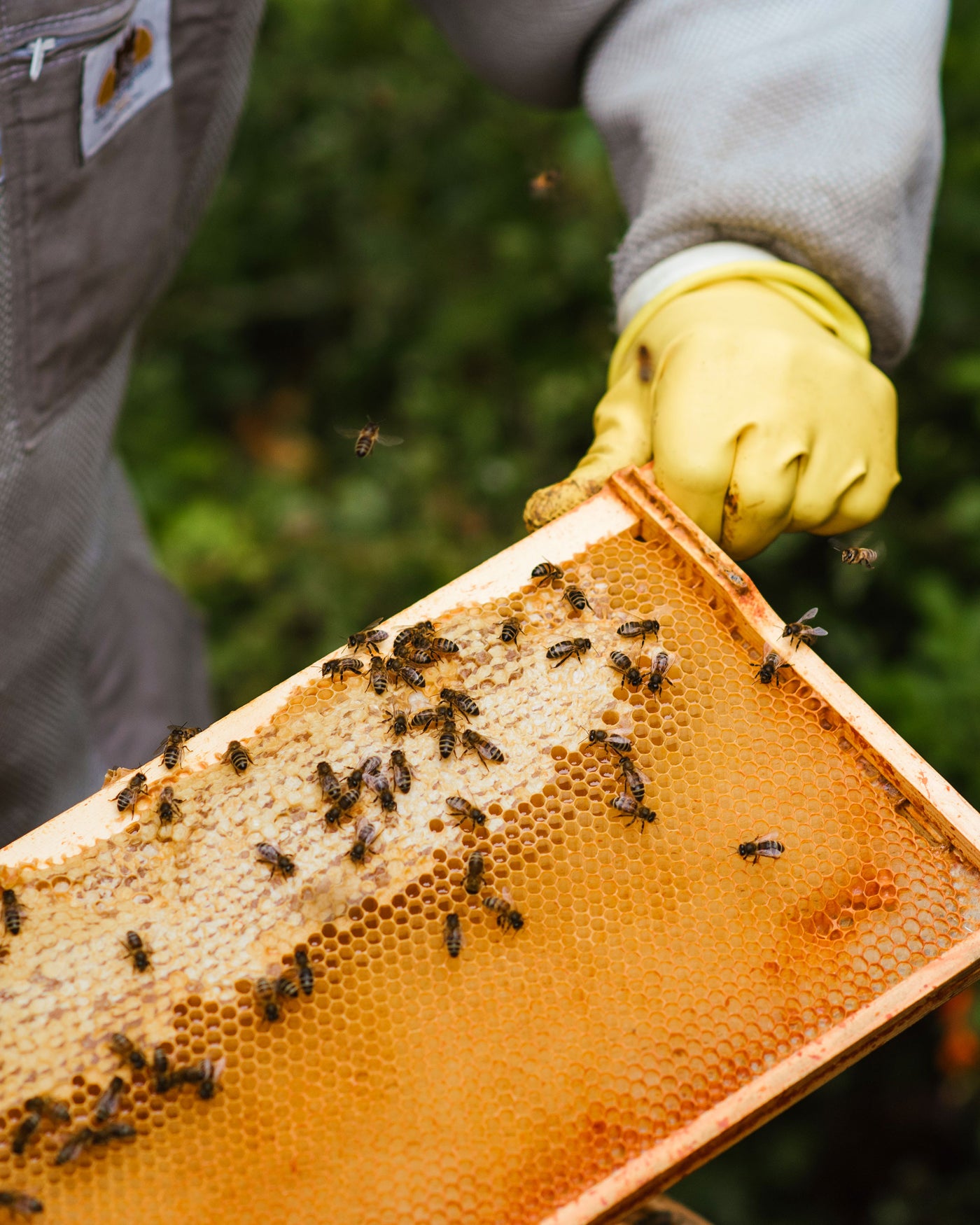 Arkoroyal® : une qualité [standardisée]