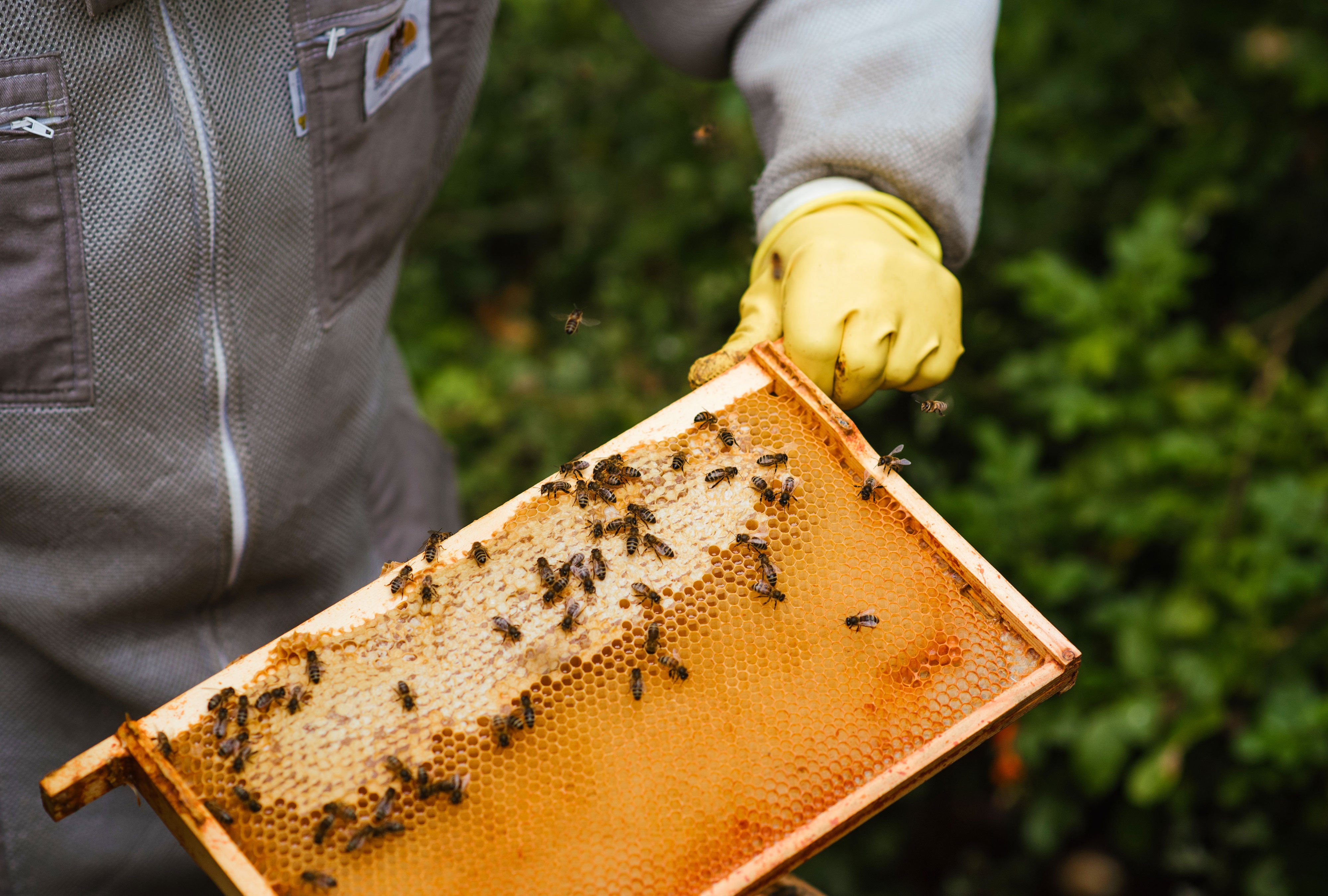 Arkoroyal® : une qualité [standardisée]