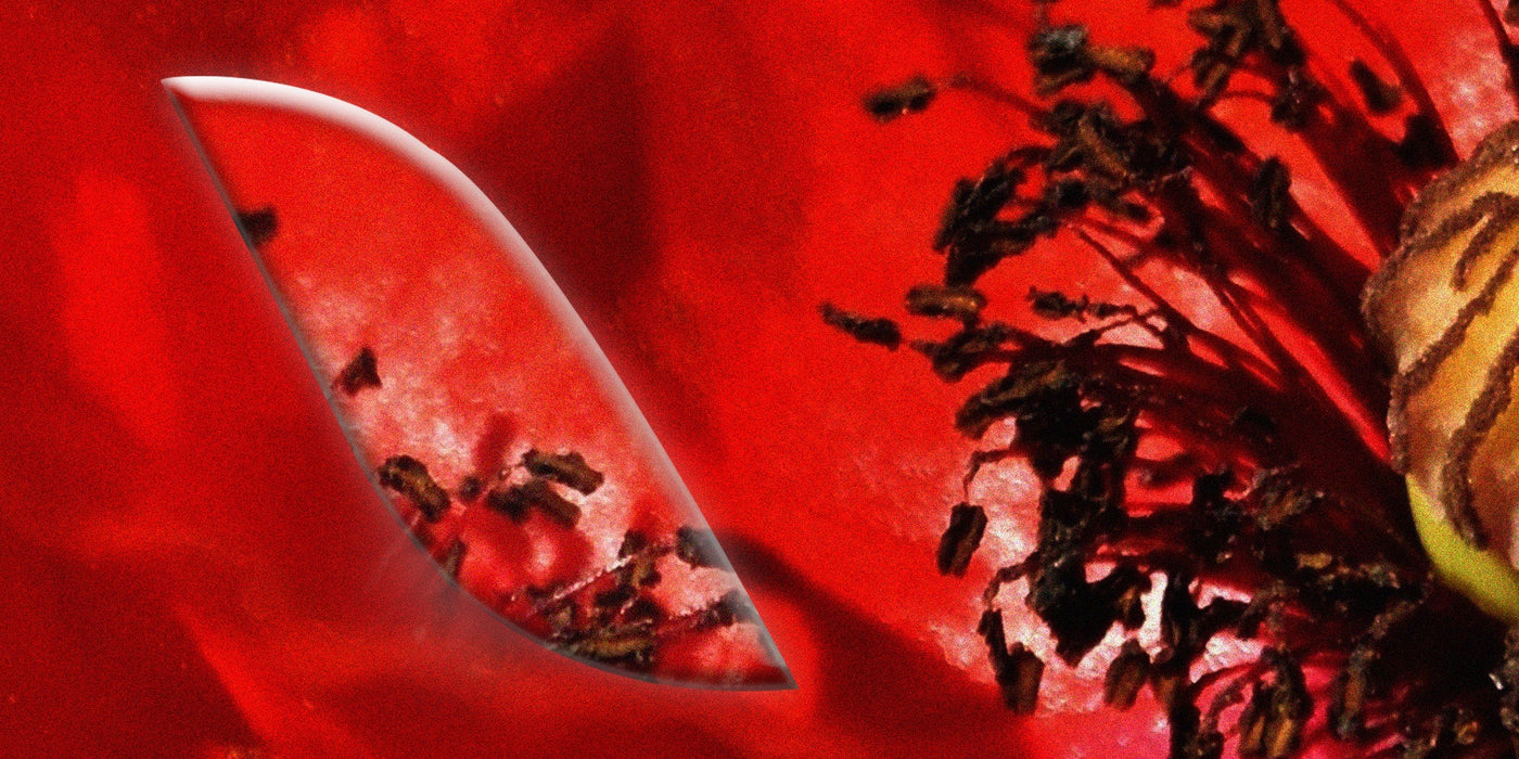 Le [Coquelicot]
