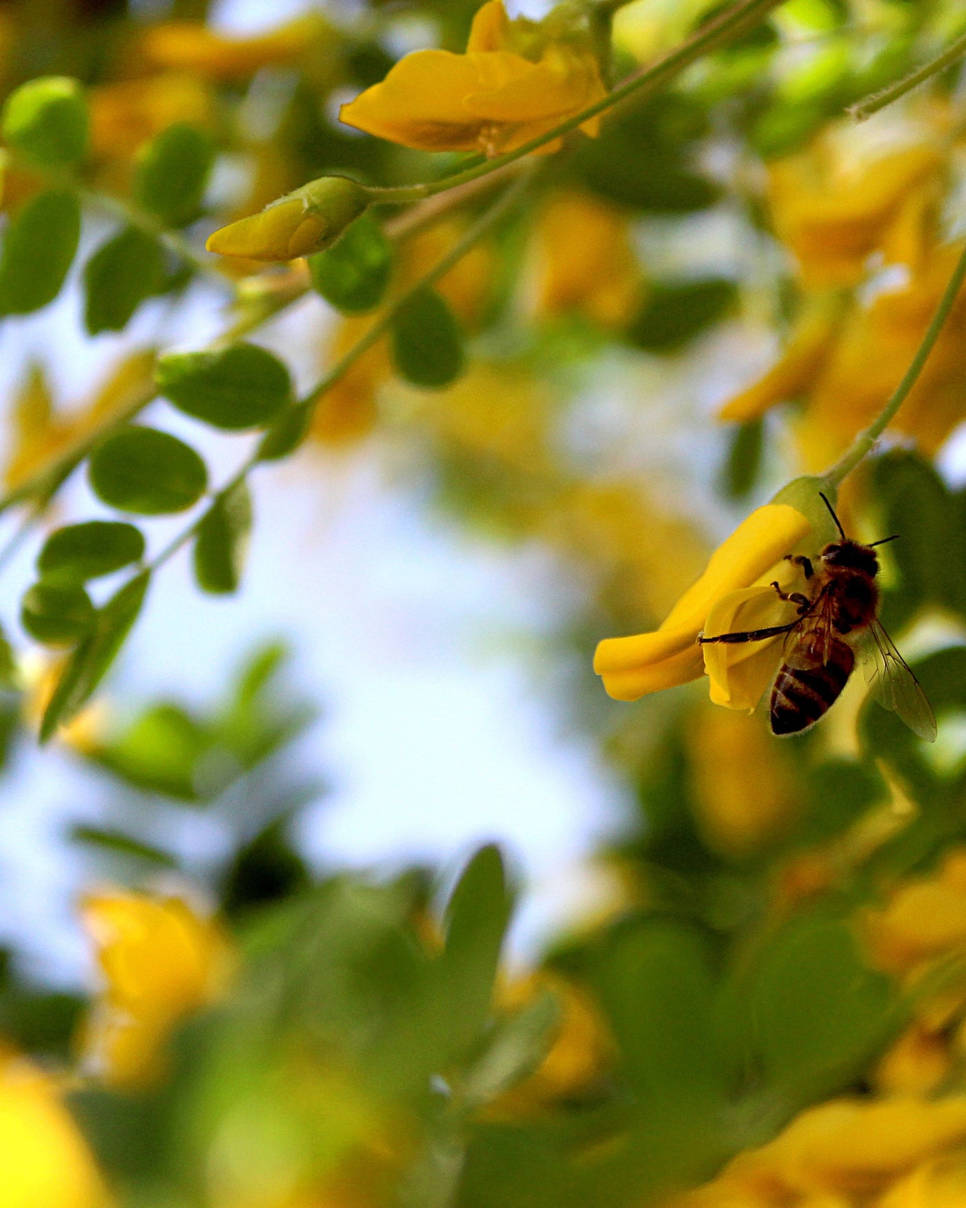 2 Brevets Naturels Arkopharma évalués : [100% innovants]