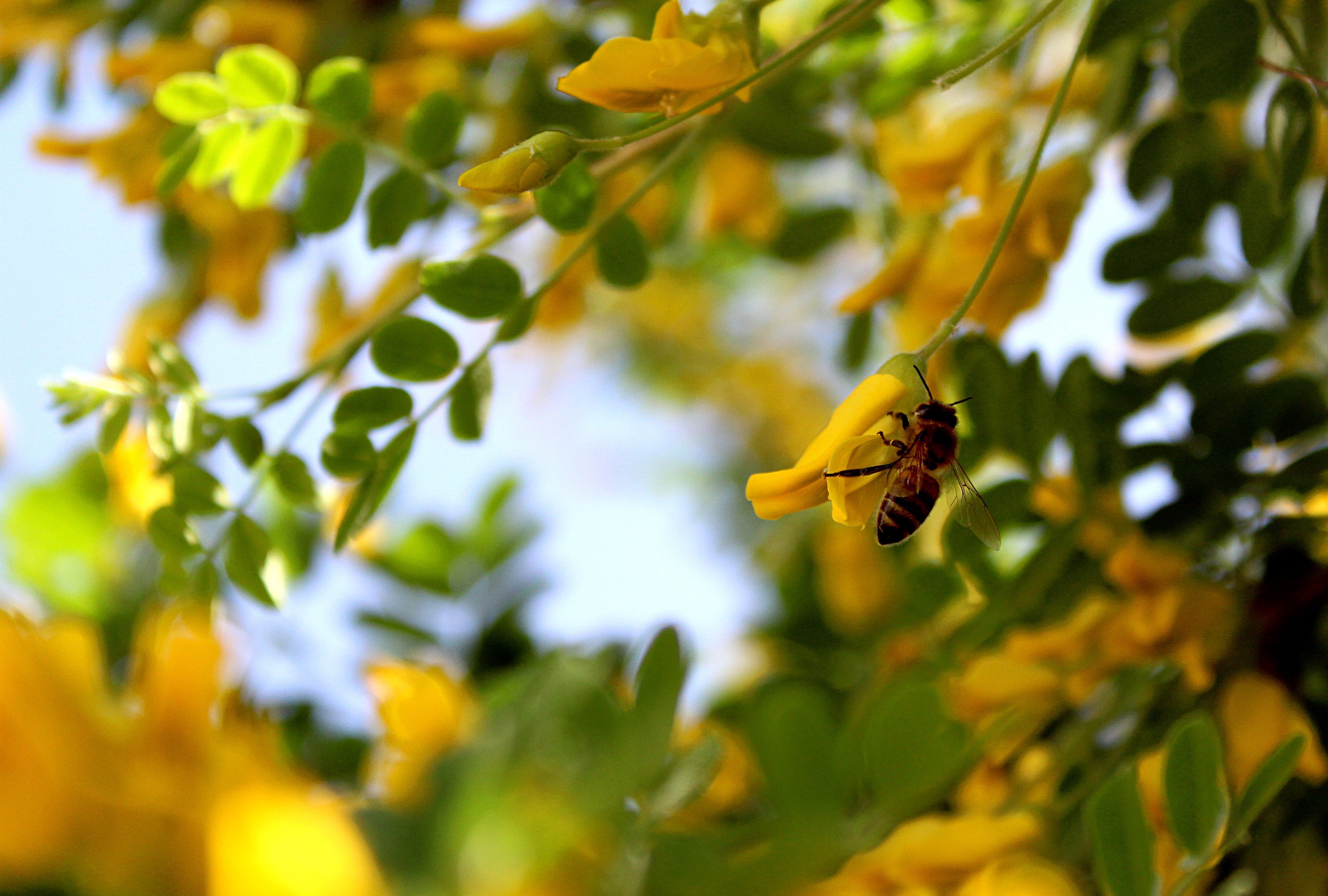 2 Brevets Naturels Arkopharma évalués : [100% innovants]