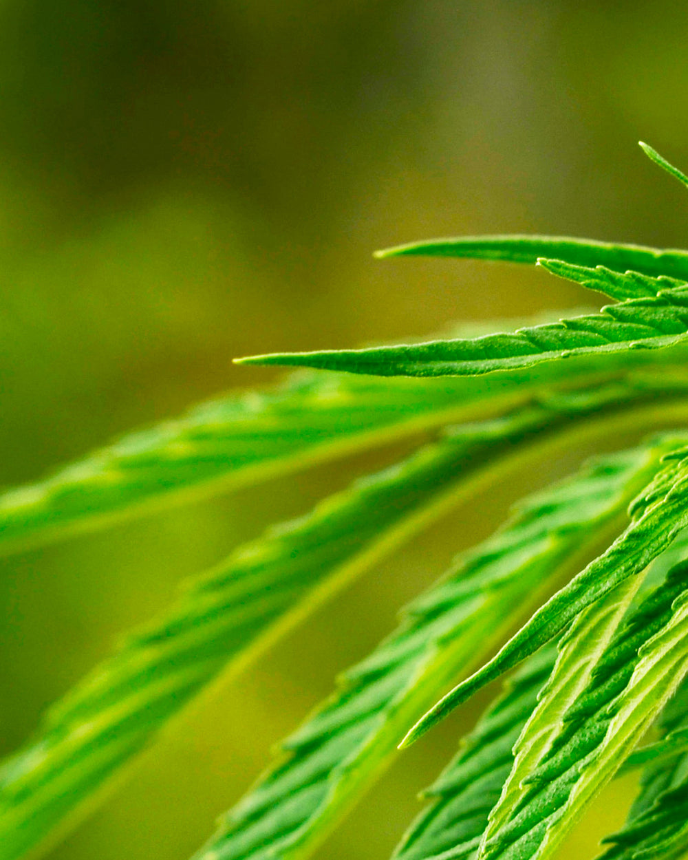 L'huile de graine de [Chanvre] (Cannabis sativa)