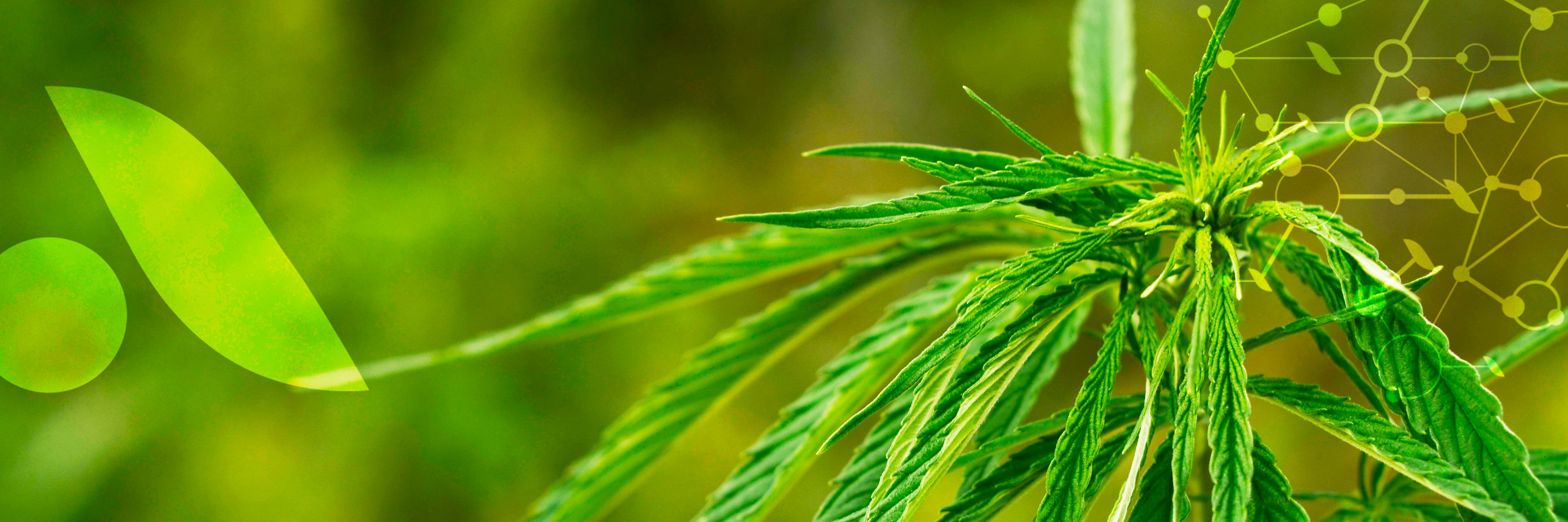 L'huile de graine de [Chanvre] (Cannabis sativa)