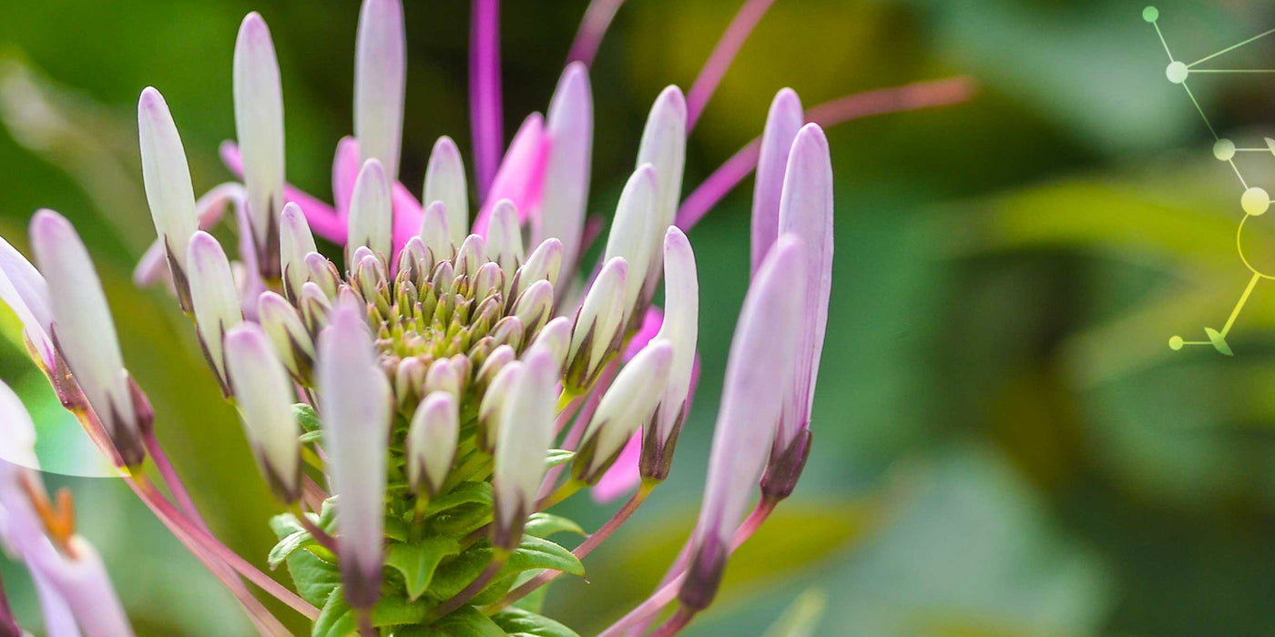 Le stress et les plantes [adaptogènes]