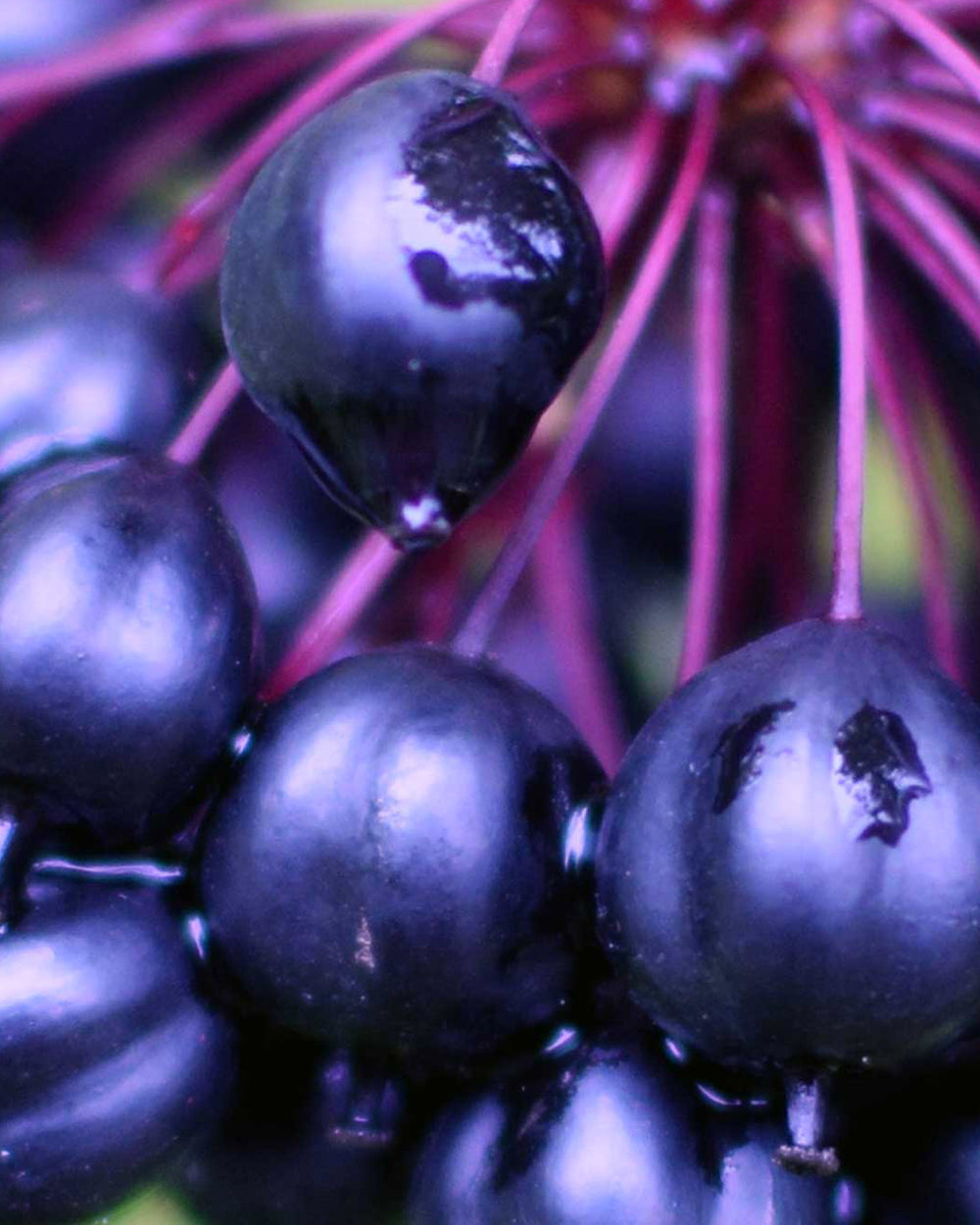 L'[Éleuthérocoque]