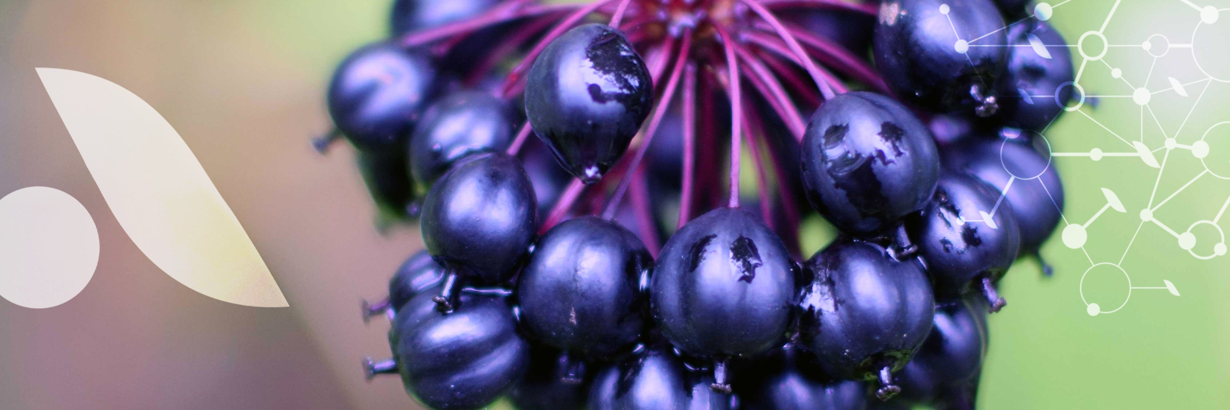 L'[Éleuthérocoque]