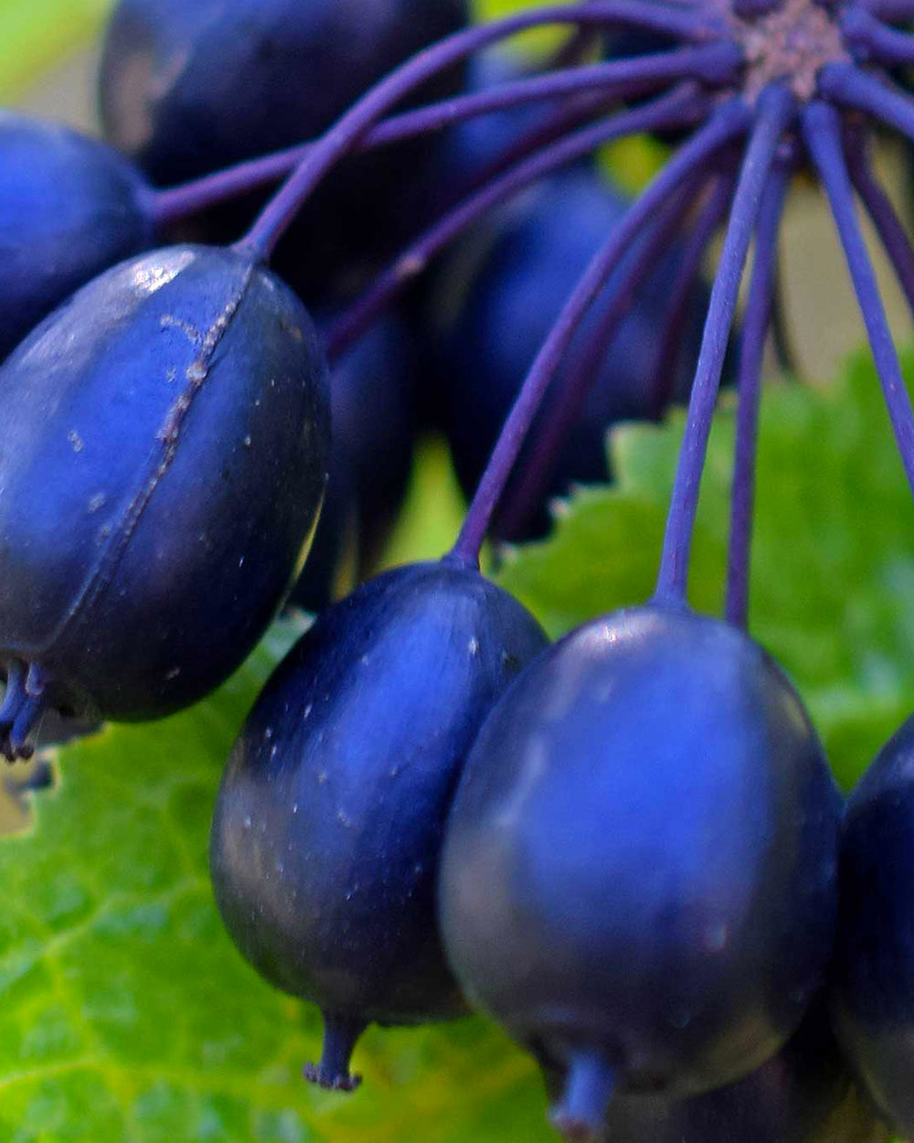 Plantes adaptogènes, vitamines et minéraux pour maîtriser [le stress]