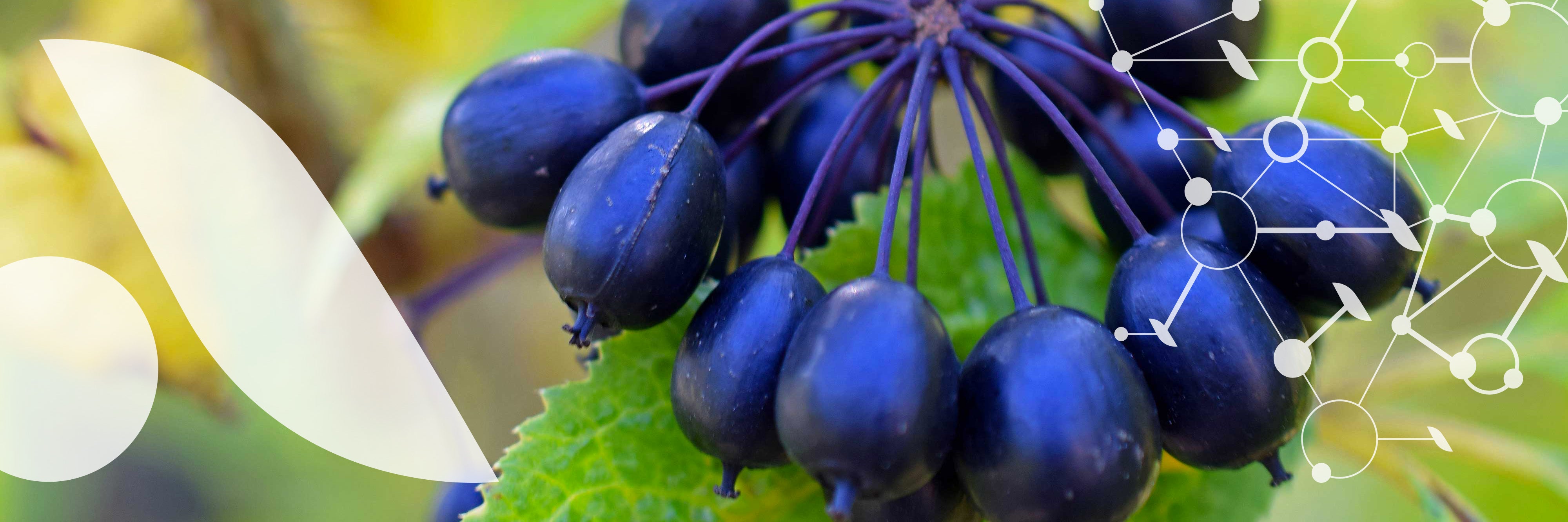 Plantes adaptogènes, vitamines et minéraux pour maîtriser [le stress]