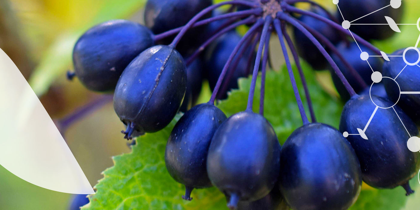 Plantes adaptogènes, vitamines et minéraux pour maîtriser [le stress]