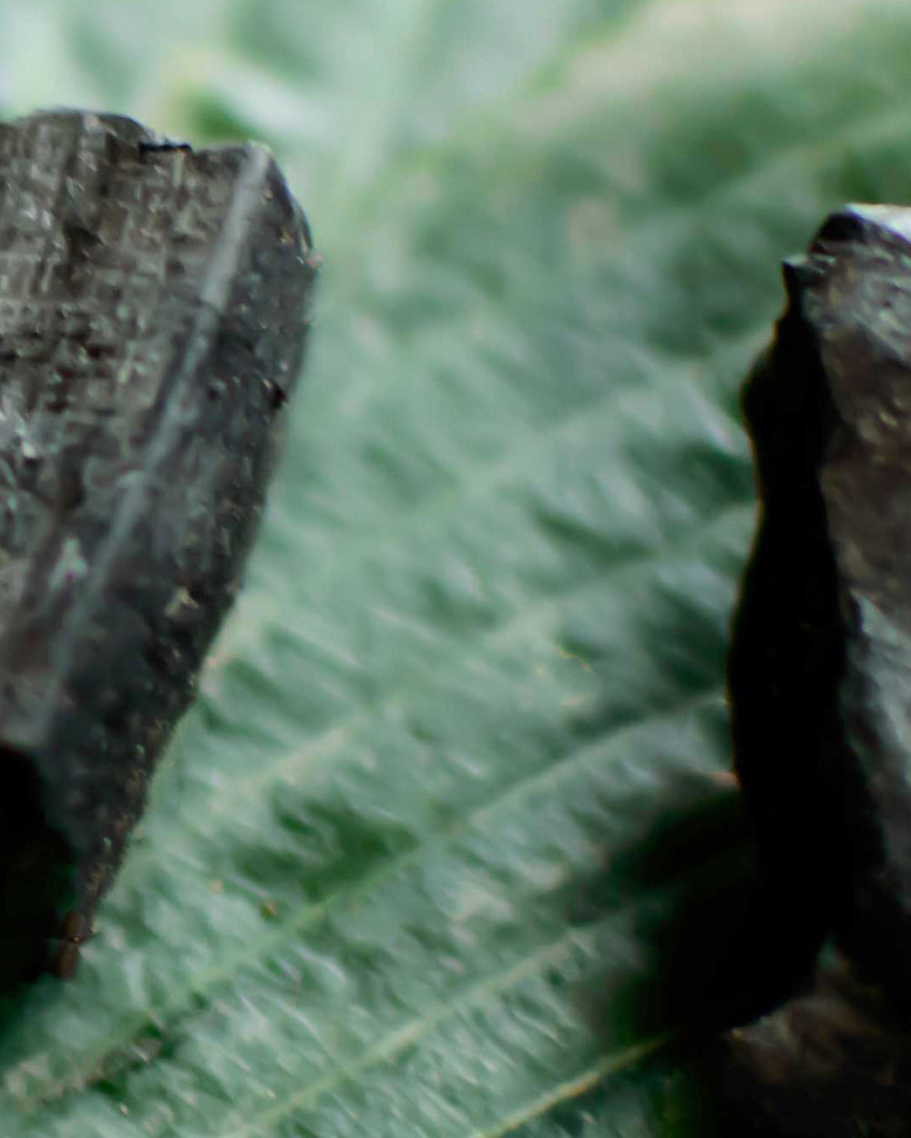 Le [Charbon végétal]